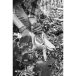 Scie de jardin 10,8V – Image 3